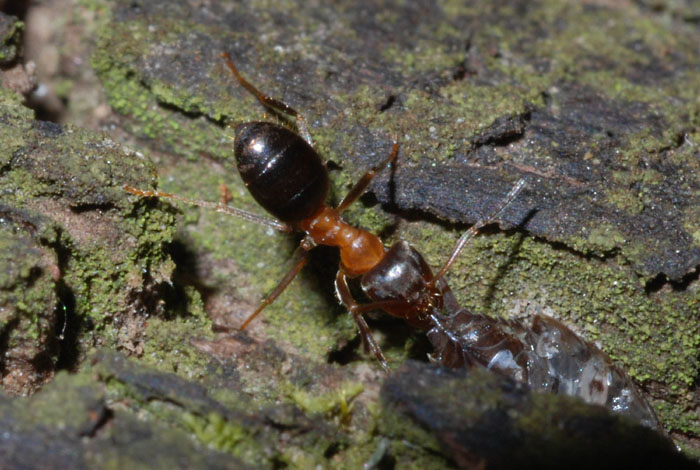 Lasius cfr emarginatus